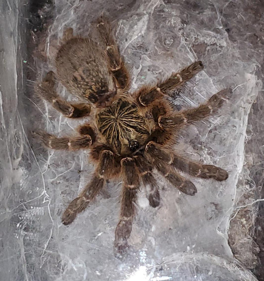 Pterinochilus murinus(DCF – Dark Color Form)Females