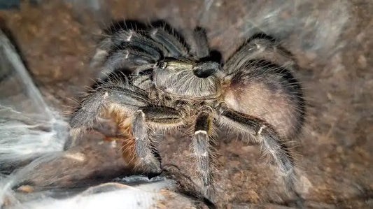 Ceratogyrus darlingi(Rear-Horned Baboon)Females