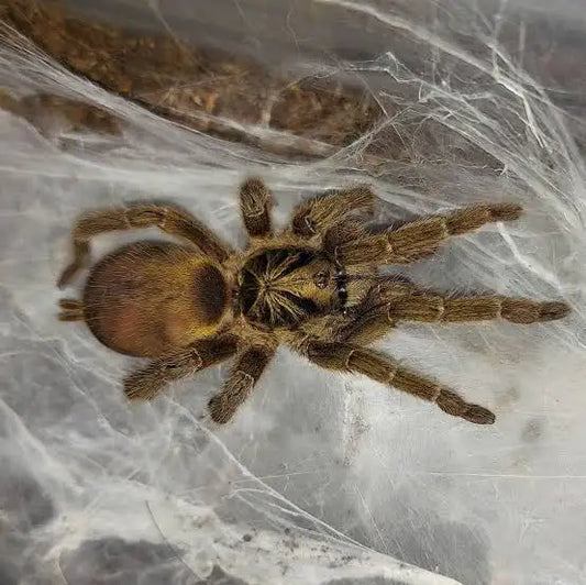 Neoholothele incei(Trinidad Olive Tarantula)Females