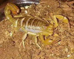 Paravaejovis spinigerus (“Devil Scorpion”) Stripe-Tailed Scorpion
