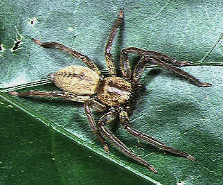 Thelcticopis severa ( Green/Red-Leg Huntsman Spider)2”-3”