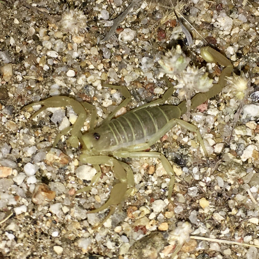 Smeringurus mesaensis( Dune Scorpion )