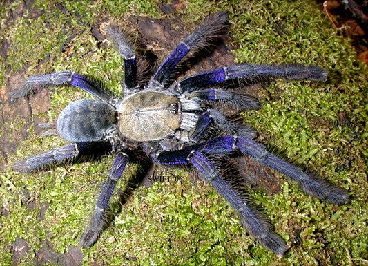 Omothymus violaceopes( Singapore Blue Tarantula )2”-4” unsexed