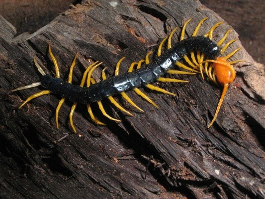 4”-7” Scolopendra Heros castaneiceps