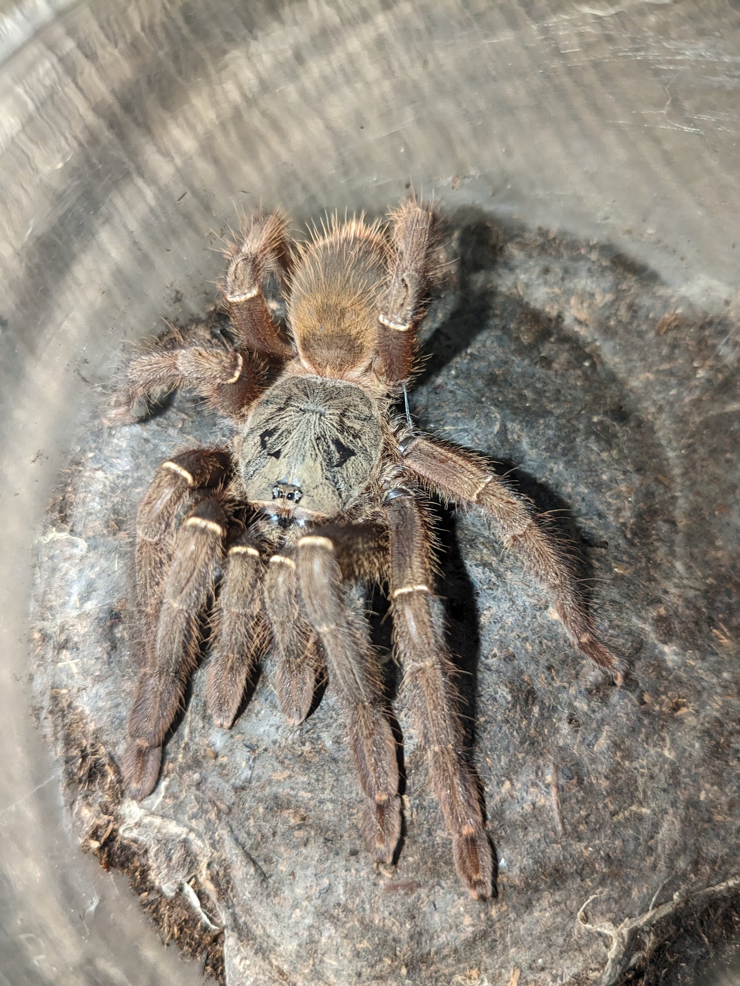 Female Ephebopus uatuman the emerald skeleton