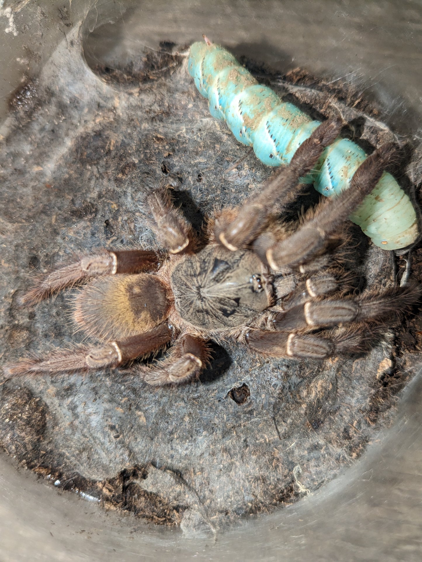 Female Ephebopus uatuman the emerald skeleton