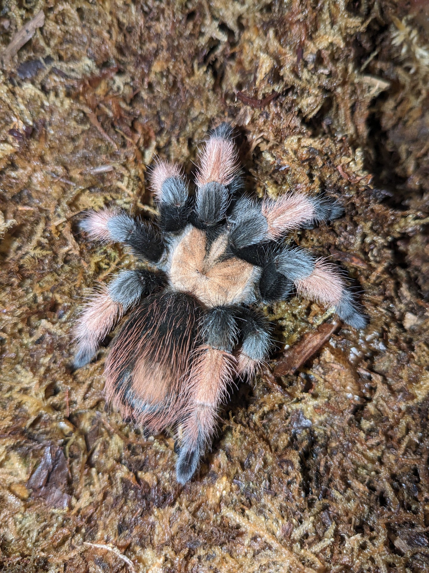 Bracypelma emilia (Mexican Red legged) (Copy)