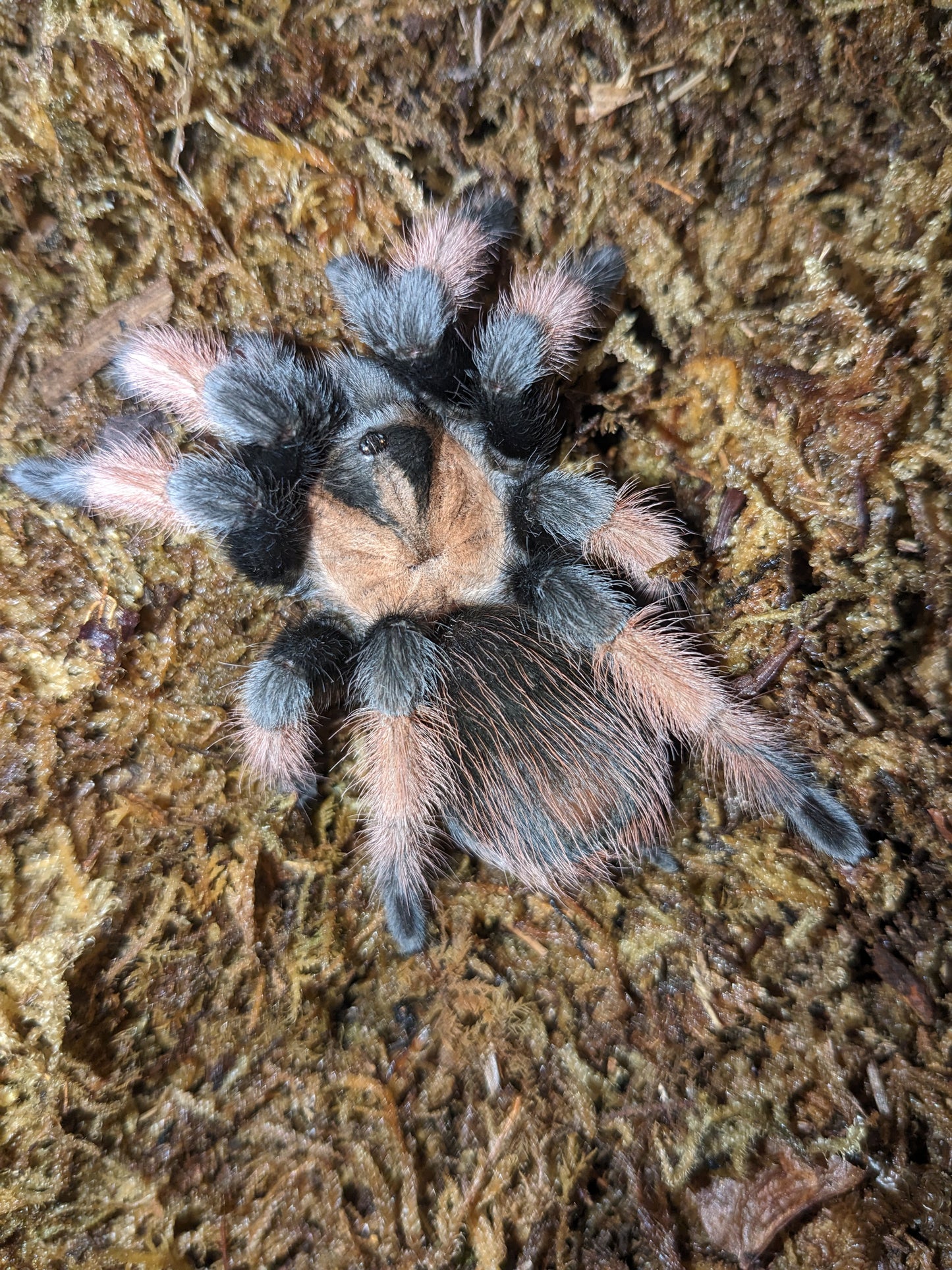Bracypelma emilia (Mexican Red legged) (Copy)