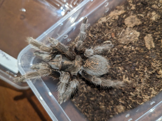 Female Steindachner's Ebony Tarantula (Aphonopelma steindachneri)