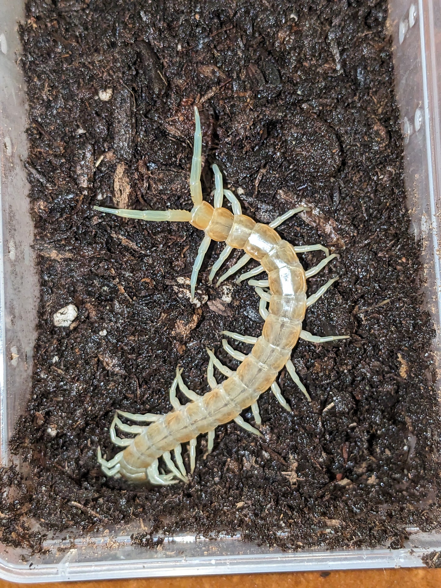 Scolopendra aztecorum (the Aztec Blue Centipede)