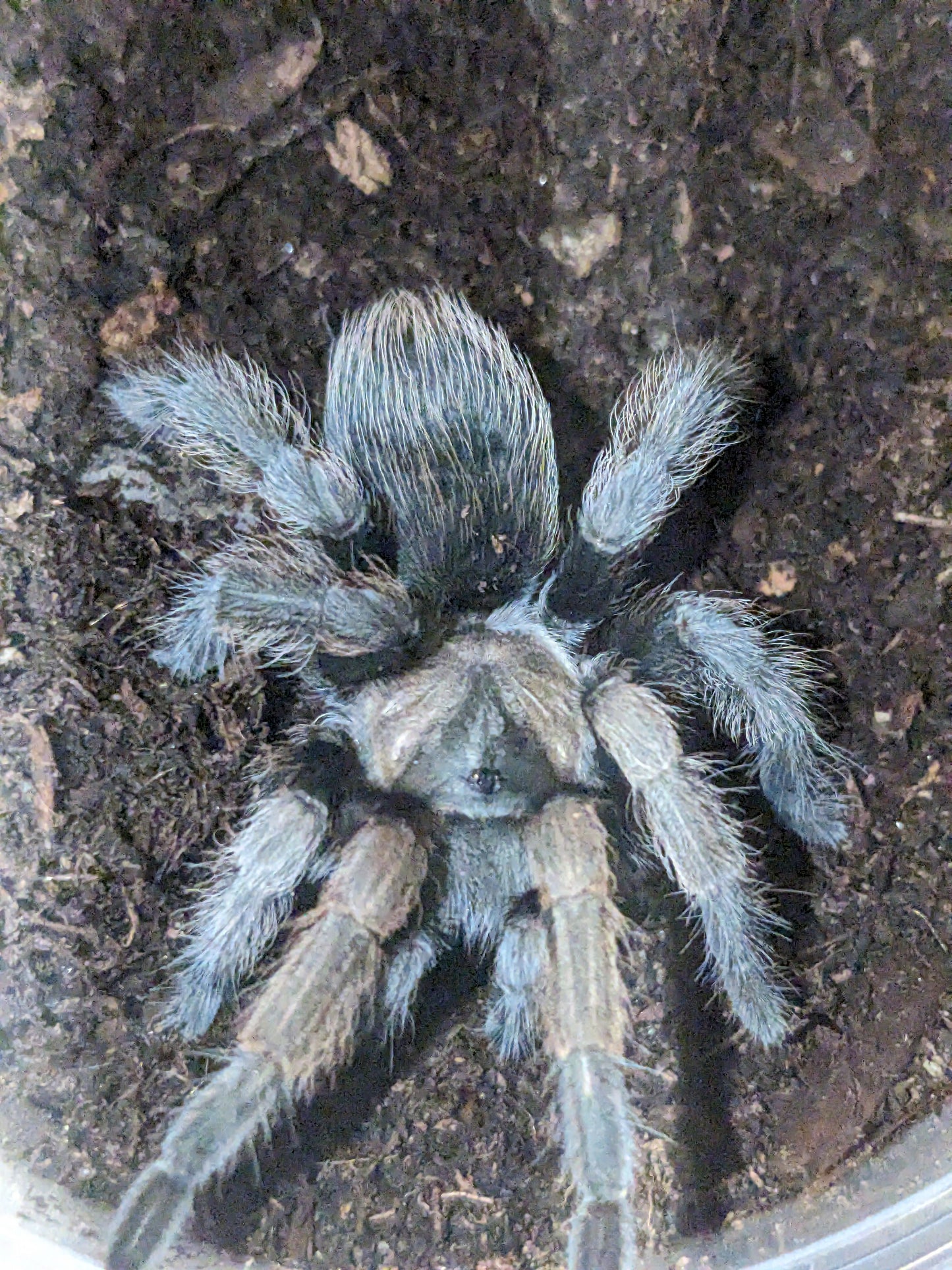 Aphonopelma eutylenum(the California Ebony)