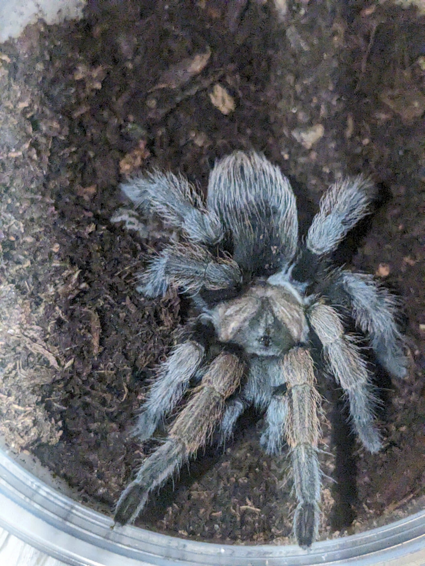 Aphonopelma eutylenum(the California Ebony)
