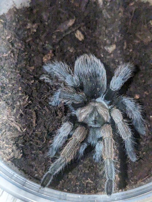 Aphonopelma eutylenum(the California Ebony)
