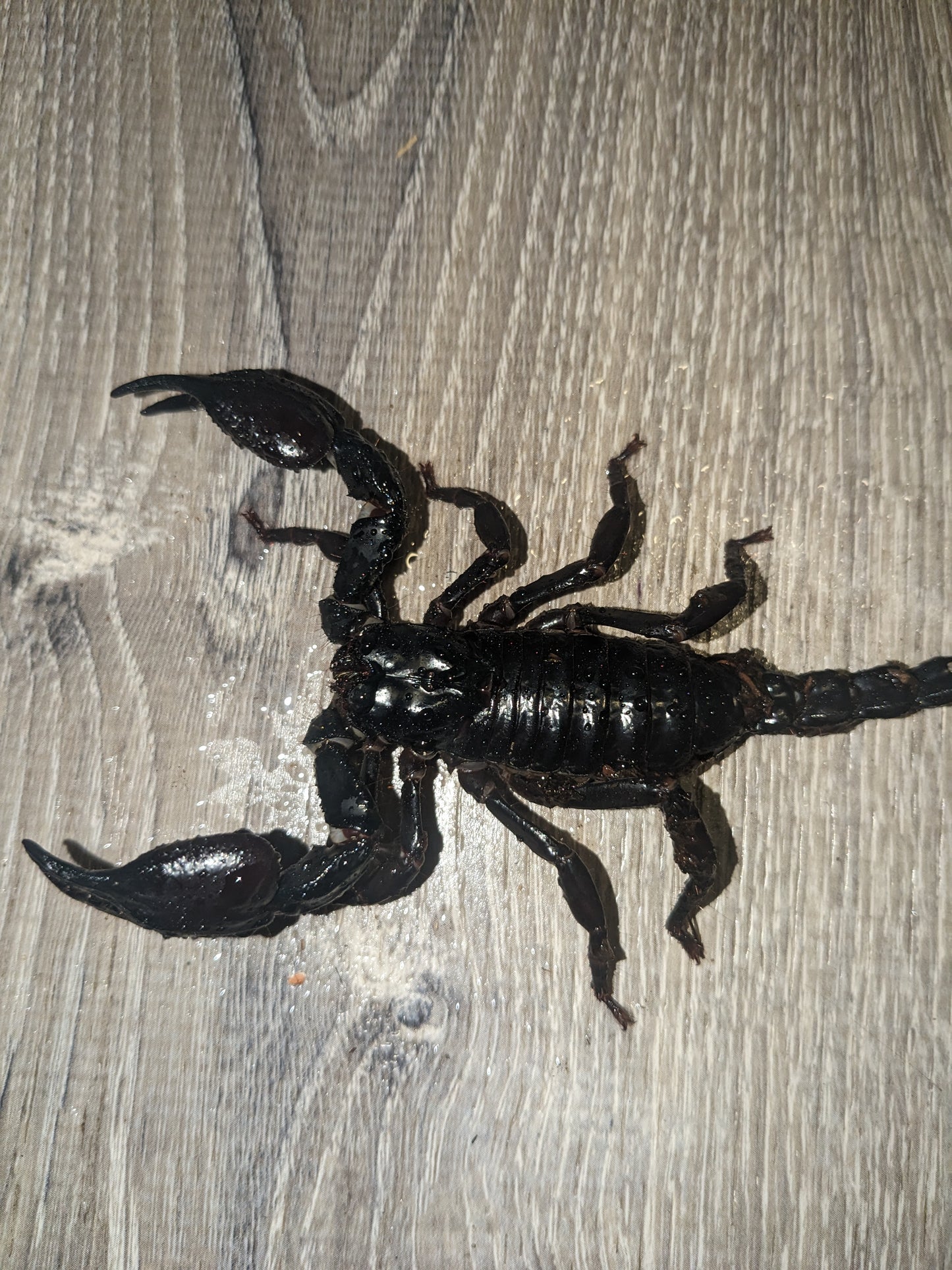 Heterometrus spinifer(Asian forest scorpion)