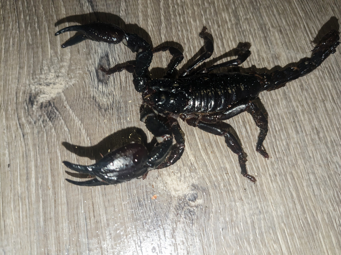 Heterometrus spinifer(Asian forest scorpion)