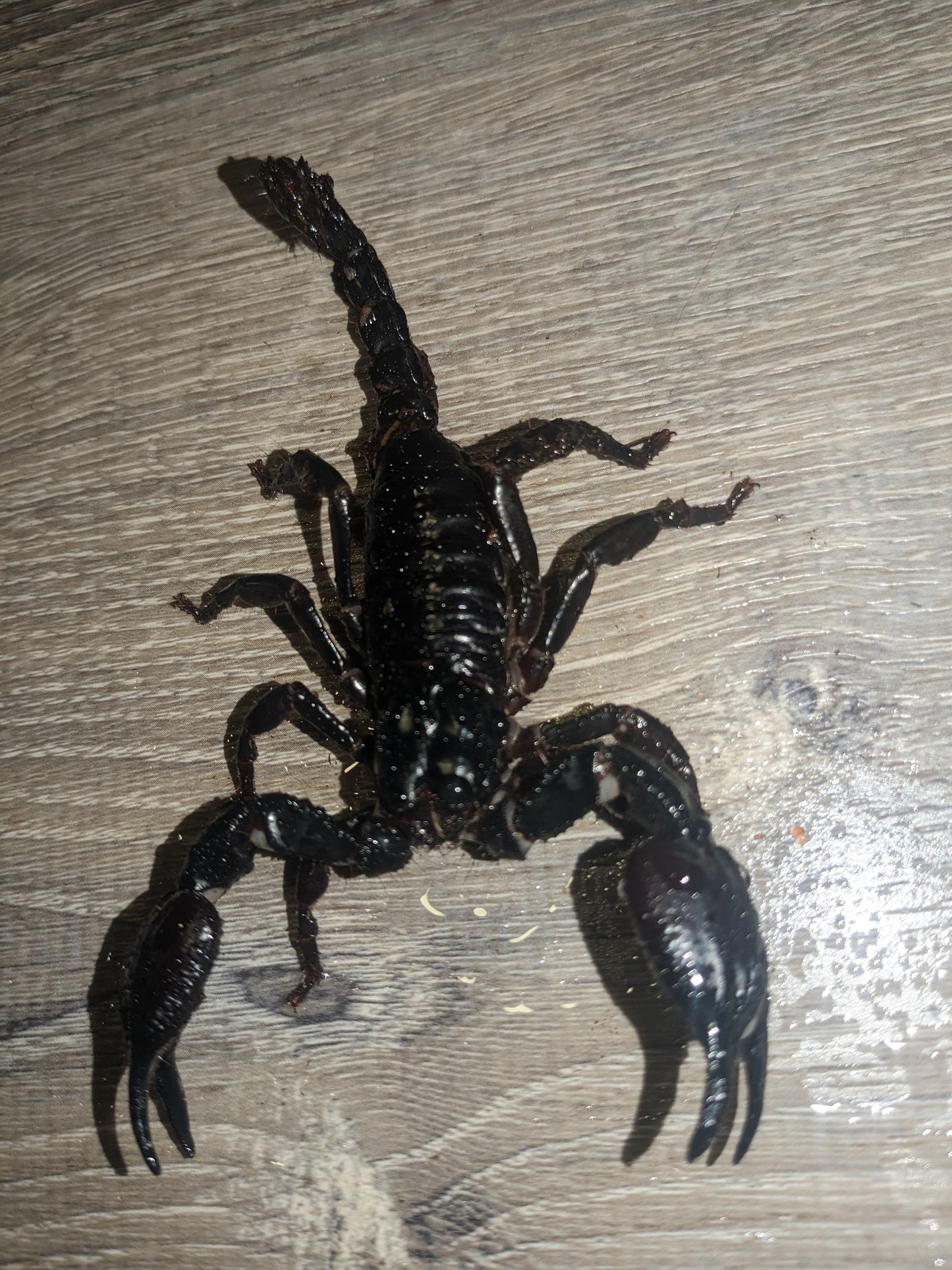 Heterometrus spinifer(Asian forest scorpion)