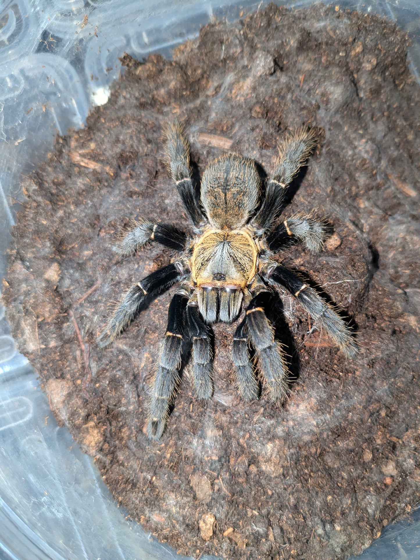 Female The Ho Chi Minh Tarantula (Ornithoctoninae sp. "Ho Chi Minh")