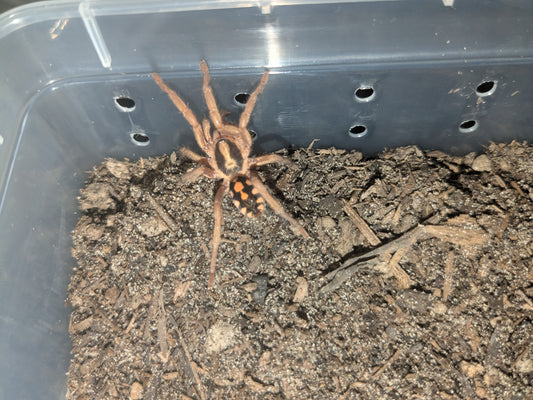 Unsexed Pumpkin Patch Tarantula (Hapalopus sp. Colombia