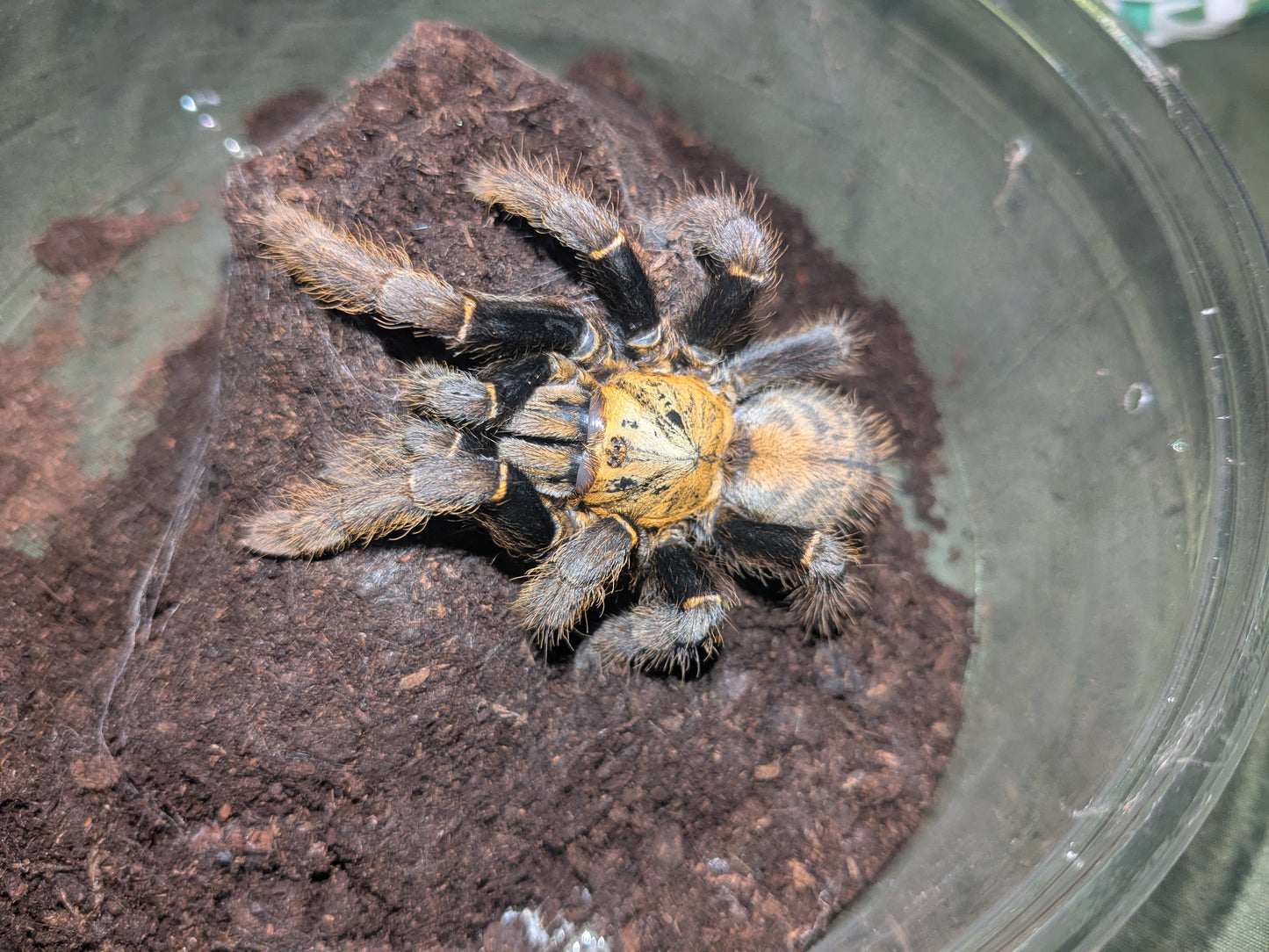 Female The Ho Chi Minh Tarantula (Ornithoctoninae sp. "Ho Chi Minh")