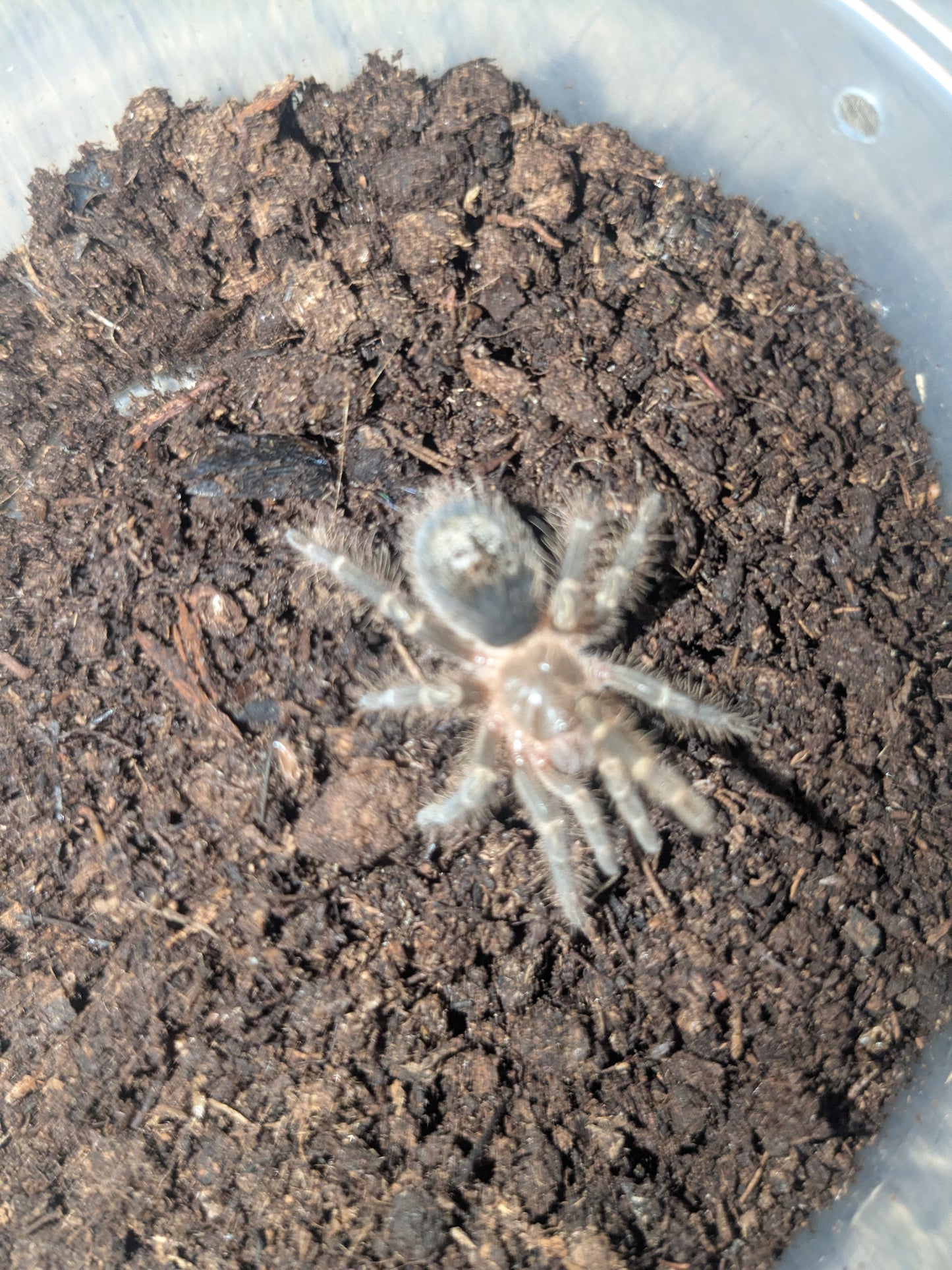 Unsexed Grammostola pulchripes "the Chaco Golden Knee tarantula"