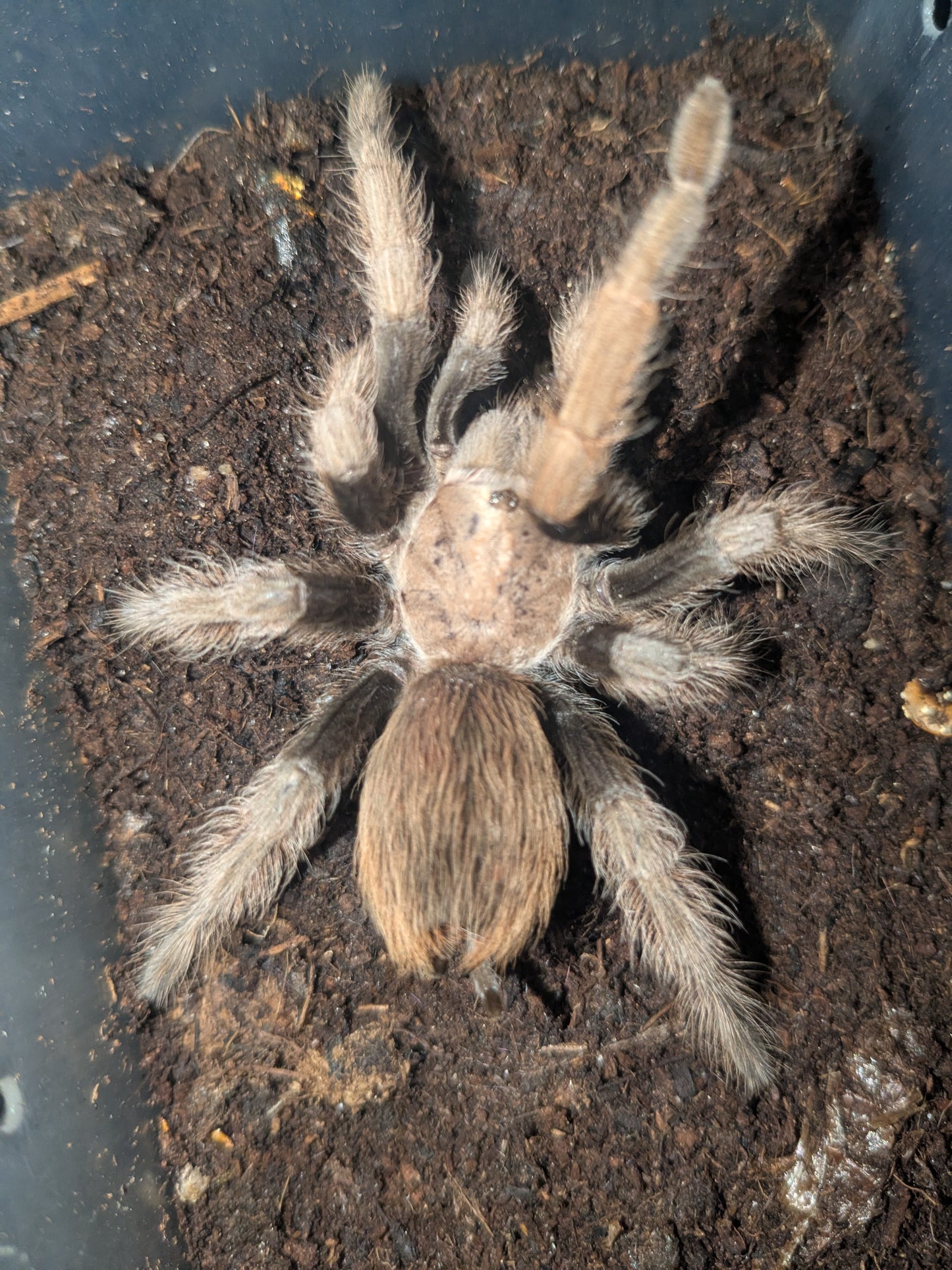 The Arizona blonde tarantula (Aphonopelma chalcodes) Confirmed Females
