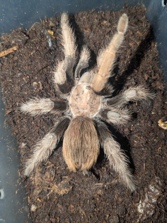 The Arizona blonde tarantula (Aphonopelma chalcodes) Confirmed Females