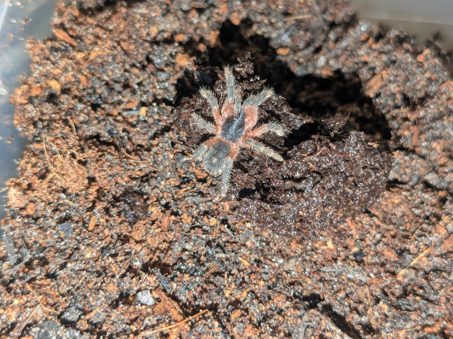 The Lava Tarantula (Davus sp. "Panama")