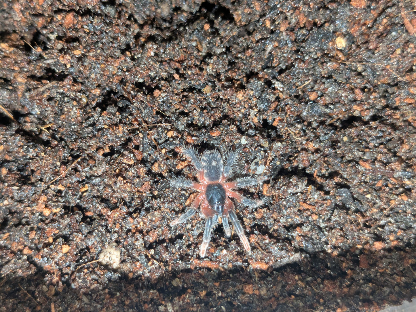 The Lava Tarantula (Davus sp. "Panama")