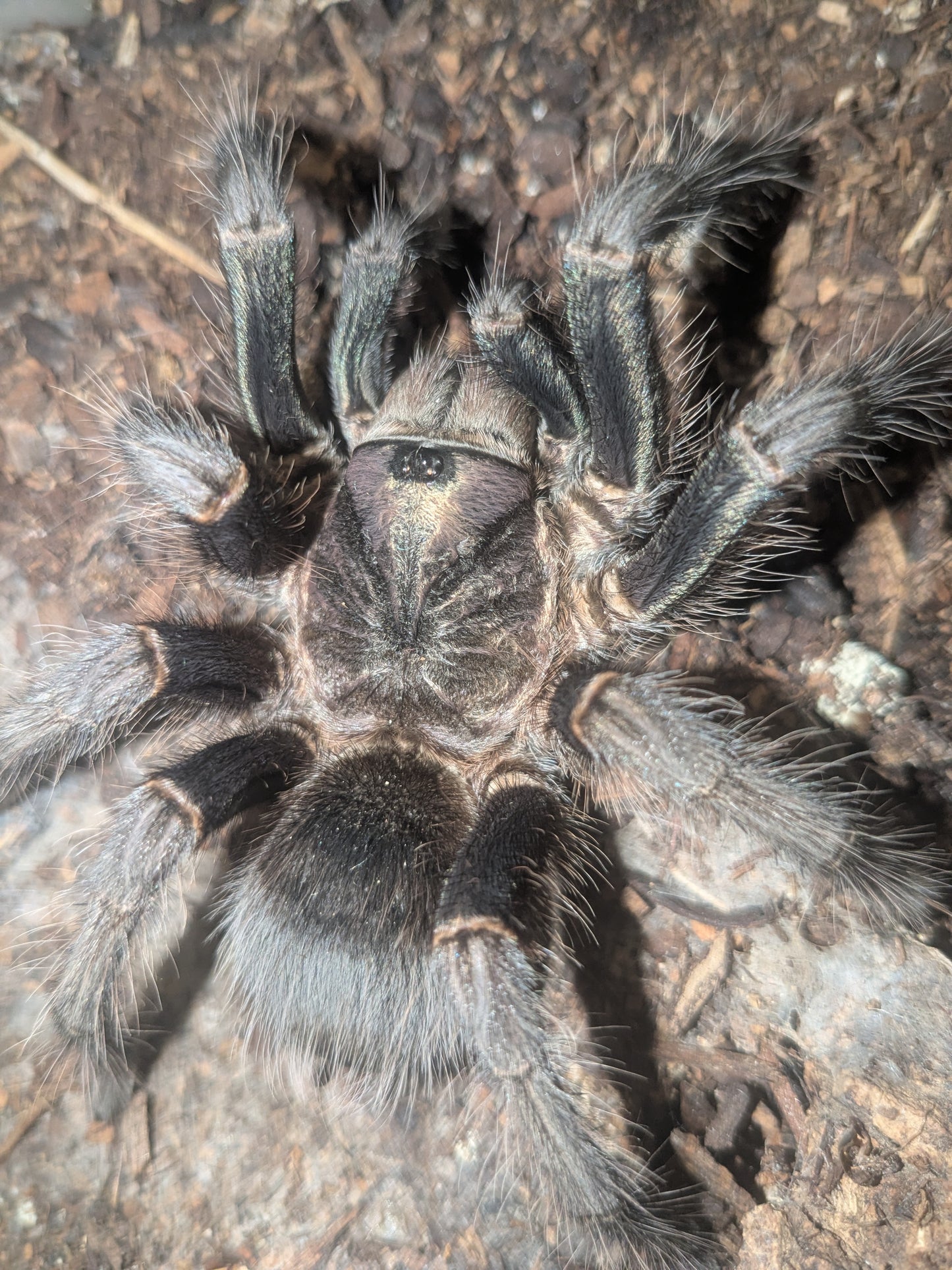 Phormictopus Green Femur "Mature Female"