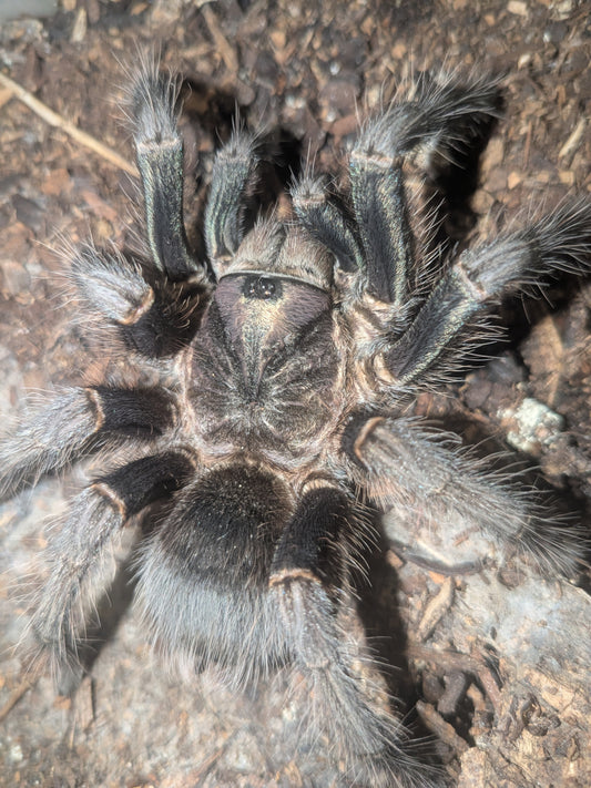Phormictopus Green Femur "Mature Female"