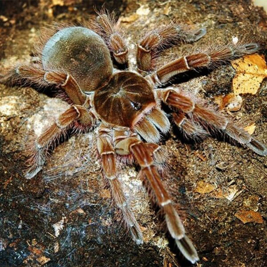 Theraphosa Stirmi Adult females cb