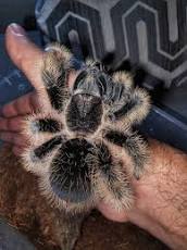 Honduran Curly hair Tarantulas