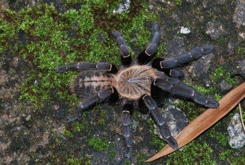 Haplopelma sp. bach ma