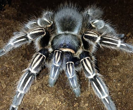 Aphonopelma Seemani