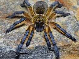 Harpactira pulchripes