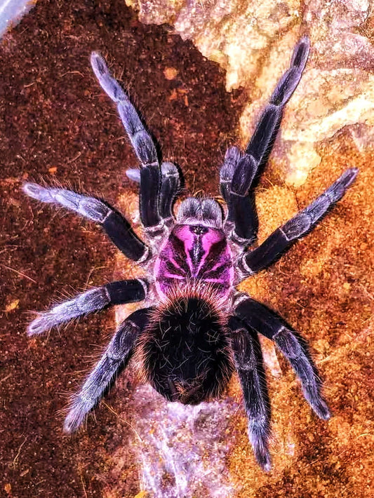 Amazon blue Bloom tarantulas