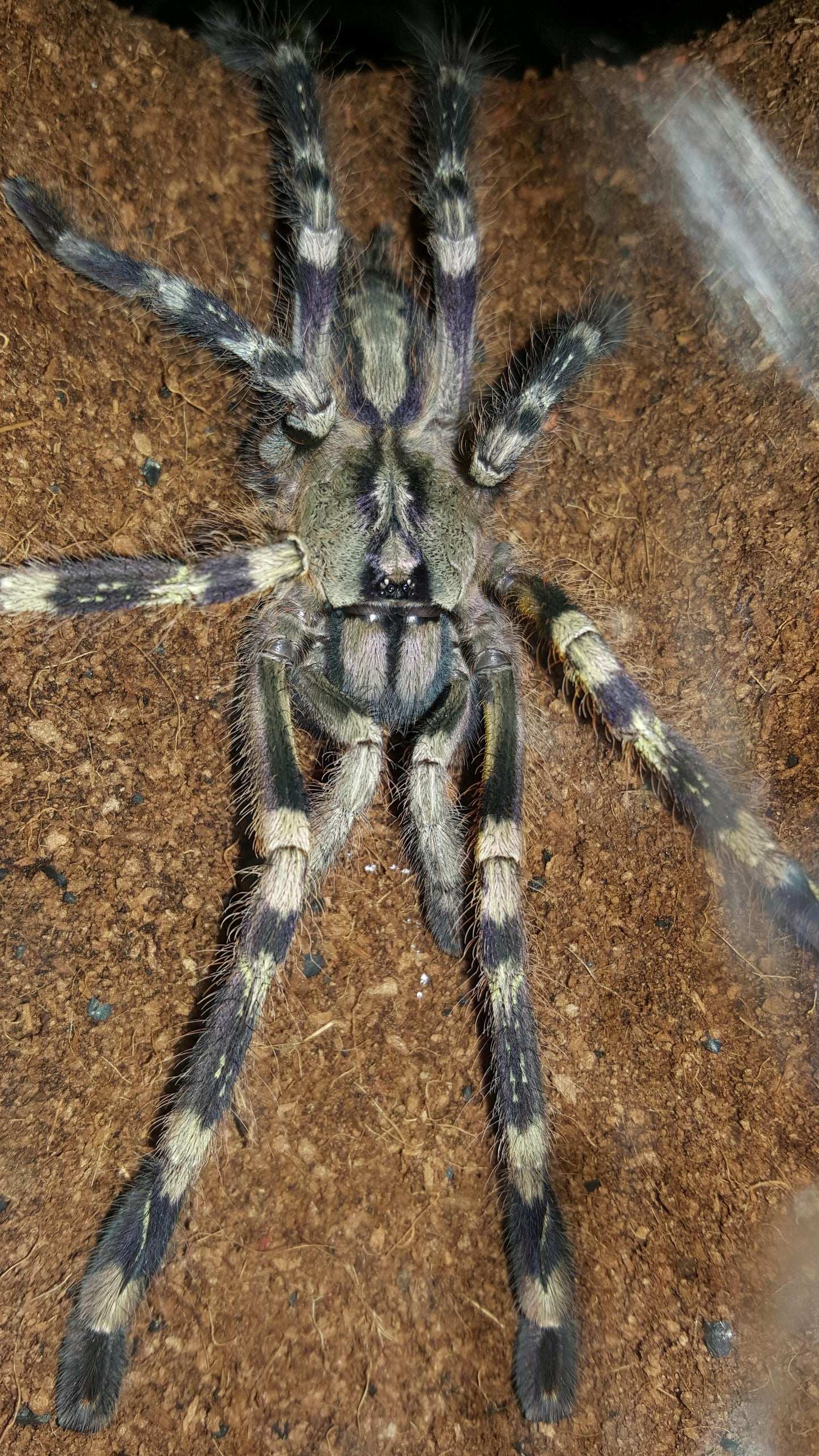Juveniles