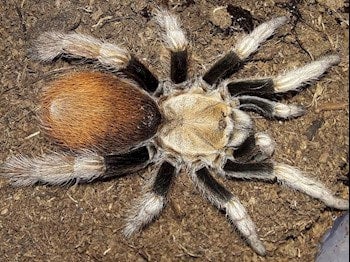 Aphonopelma Michiocan SP Black Femur